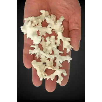 50 Gram Beyaz Mercan Küçük Parçalar 9BM