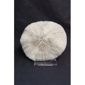 Mantar Mercan Dekoratif Parça Mushroom Coral 9DM