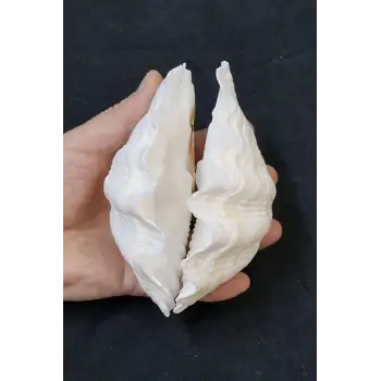İki Parçalı Deniz Kabuğu Tridacna Gigas 30-P2