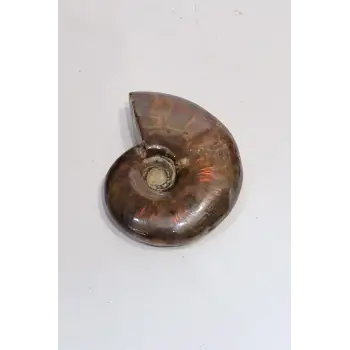 Opalize Amonit Fosili, Işıltılı Koleksiyonluk Parça 535A