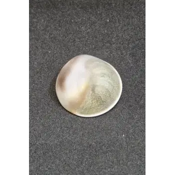 Büyük Boy Doğal Yılancık Taşı Operculum 222Y