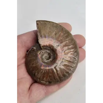 Opalize Amonit Fosili, Işıltılı Koleksiyonluk Parça A535