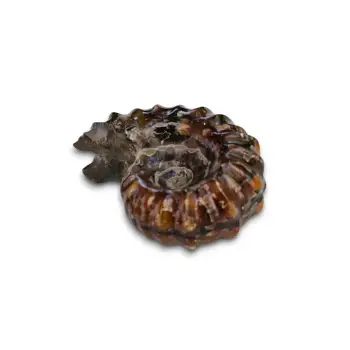 Tırtıklı Amonit Fosili Douvilleiceras Ammonite - 674-2
