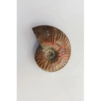 Opalize Amonit Fosili, Işıltılı Koleksiyonluk Parça A546