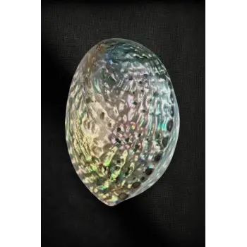 Abalone Shell Süper Renkli Istiridye Kabuğu