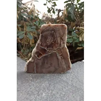 Ağaç Fosili Dekoratif Plaka 10AF