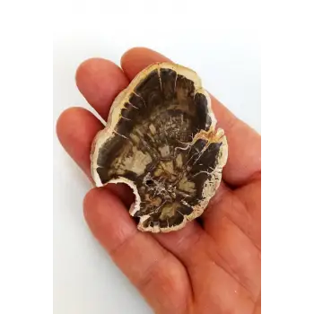 Ağaç Fosili Plaka 504