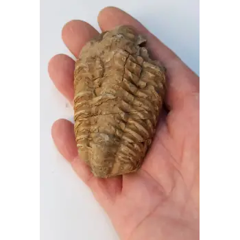 Trilobit Fosili Afrika 32TR