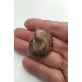 Amonit Fosili Küçük Boy - 539-2