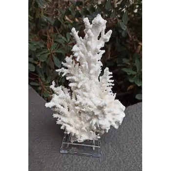 Beyaz Mercan Dalı, Dekoratif Doğal Parça 8DM