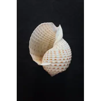 Çok Güzel Deniz Kabuğu Tonna Marginata 8TM