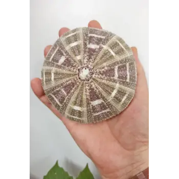 Büyük Boy Deniz Kestanesi BDK8