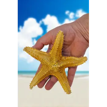 Büyük Boy Kurutulmuş Deniz Yıldızı DY17