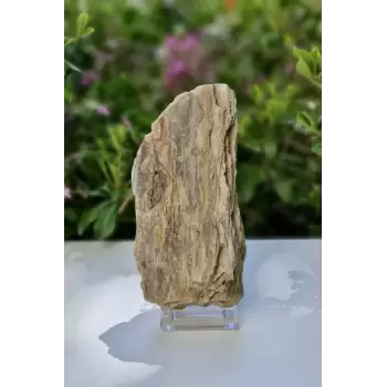 Doğal Ağaç Fosili Standlı Büyük Parça 31