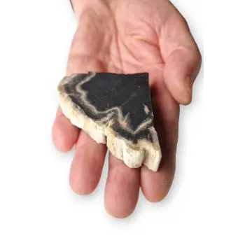 Kara Ağaç Fosili Plaka 32KA