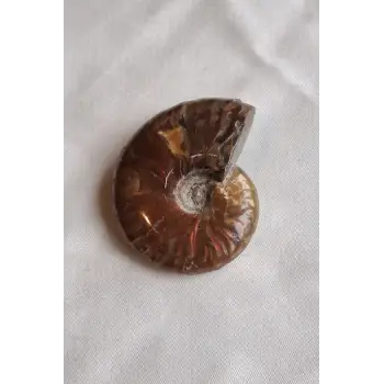 Opalize Amonit Fosili, Işıltılı Koleksiyonluk Parça 329-3