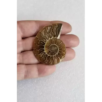 Opalize Taşa Dönüşmüş Amonit Fosili Koleksiyonluk Parça 427-4