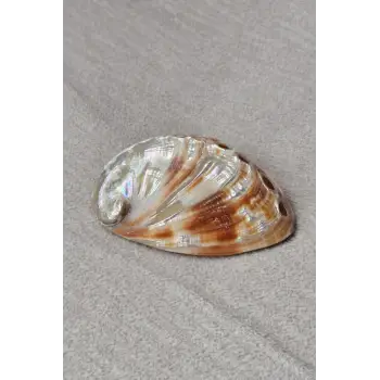 Orta Boy Abalone Shell Renkli Istiridye Kabuğu 116-2