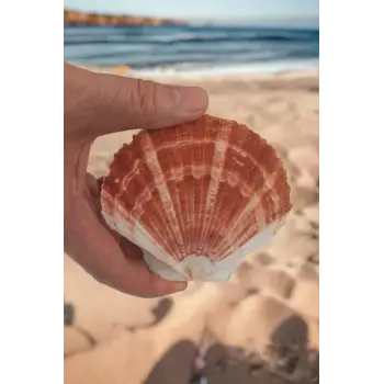 Scallop Shell Deniz Kabuğu Büyük Boy 6-SS