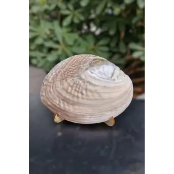 Sedefli İstiridye Kabuğu Standlı Büyük Boy 18-SI