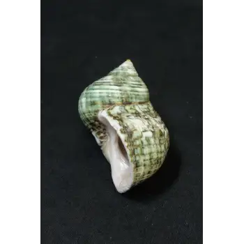 Yeşil Deniz Kabuğu Turbo Sparverius 10TS