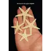 10 Adet Gerçek Deniz Yıldızı