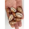 50 Gram Snake Head Cowry Deniz Kabukları 439
