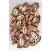 50 Gram Snake Head Cowry Deniz Kabukları 439