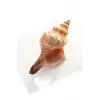 Büyük Boy Deniz Kabuğu Horse Conch 10HC