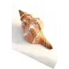 Büyük Boy Deniz Kabuğu Horse Conch 10HC
