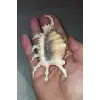Scorpion Conch Akrep Deniz Kabuğu 10SC