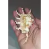 Scorpion Conch Akrep Deniz Kabuğu 10SC