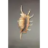Scorpion Conch Akrep Deniz Kabuğu 10SC