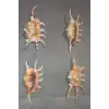 Scorpion Conch Akrep Deniz Kabuğu 10SC