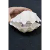 İki Parçalı Deniz Kabuğu Tridacna Gigas 30-P2