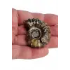 Tırtıklı Amonit Fosili Douvilleiceras Ammonite - 674-2