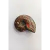 Opalize Amonit Fosili, Işıltılı Koleksiyonluk Parça A546