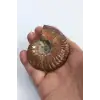 Opalize Amonit Fosili, Işıltılı Koleksiyonluk Parça A546