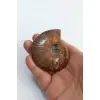 Opalize Amonit Fosili, Işıltılı Koleksiyonluk Parça A546