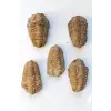 Trilobit Fosili Afrika 32TR