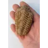 Trilobit Fosili Afrika 32TR