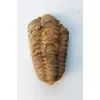 Trilobit Fosili Afrika 32TR