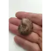 Amonit Fosili Küçük Boy - 539-2