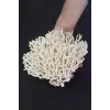 Beyaz Mercan Dalı, Dekoratif Doğal Parça DM8