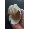 Çok Güzel Deniz Kabuğu Tonna Marginata 8TM