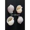 Çok Güzel Deniz Kabuğu Tonna Marginata 8TM