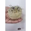 Dikenli Balon Balığı Fugu Fish