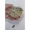 Dikenli Balon Balığı Fugu Fish