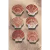 Scallop Shell Deniz Kabuğu Büyük Boy 6-SS