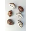 Tiger Cowry Deniz Kabuğu 32